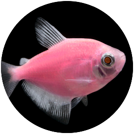 Tetra hotsell fish types